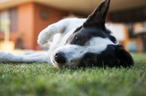All Natural Dog Deterrents