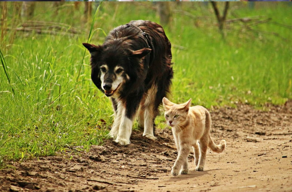 Safe and Effective Cat and Dog Repellent Sprays