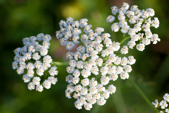 Deer Repellent Flowers