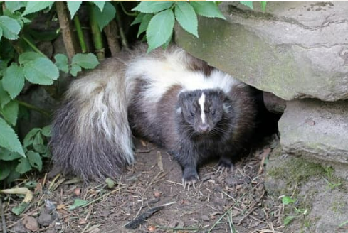 Effective Skunk Repellent Strategies
