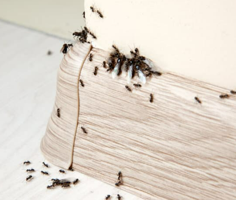 Insect Repellent Strategies for a Pest-Free Home