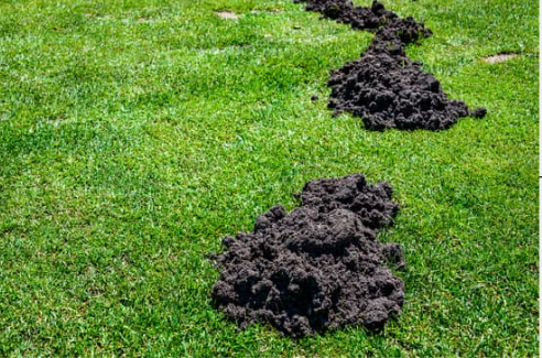 Mole-Free Gardens