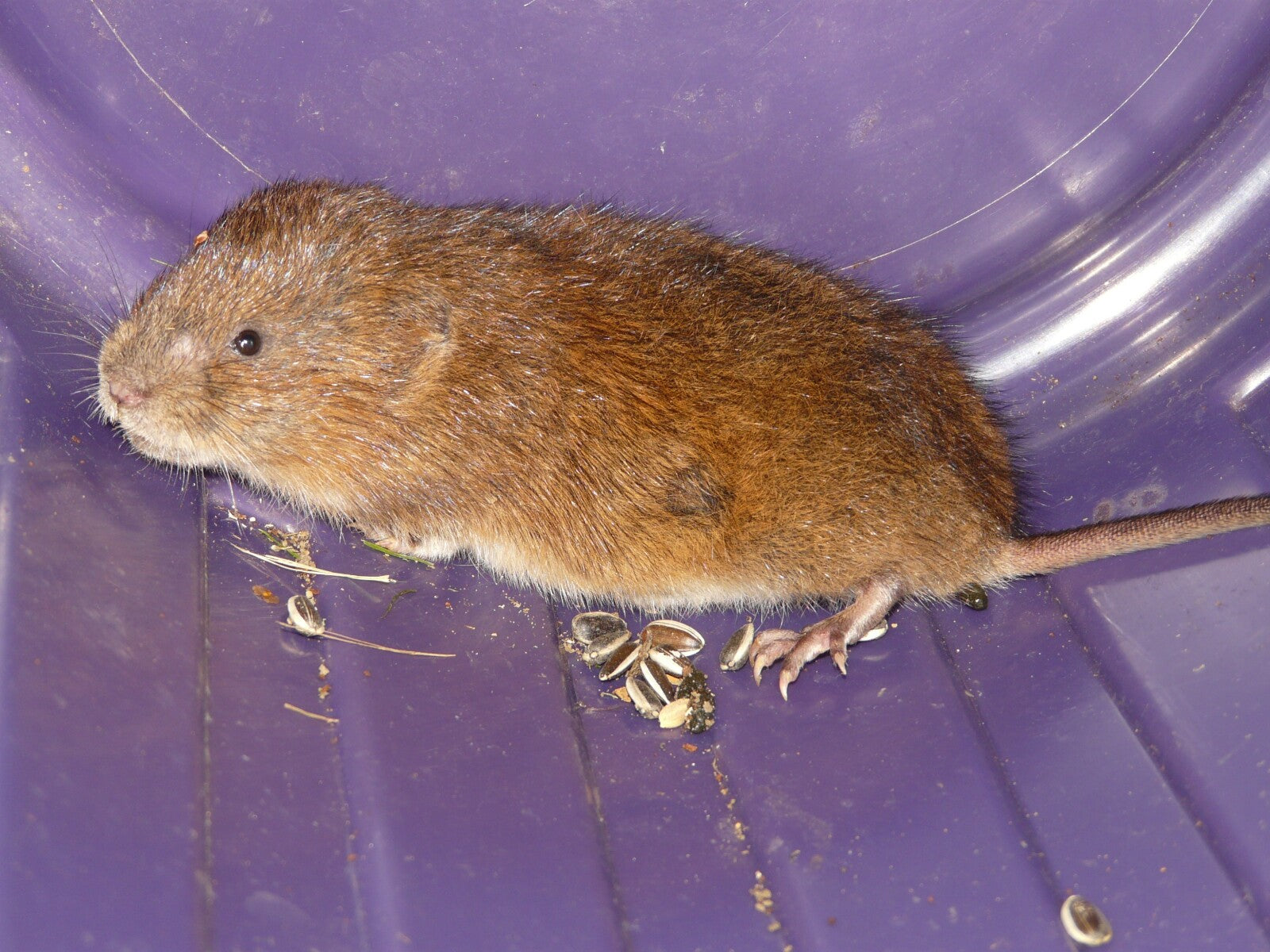 Vole Removal and Control