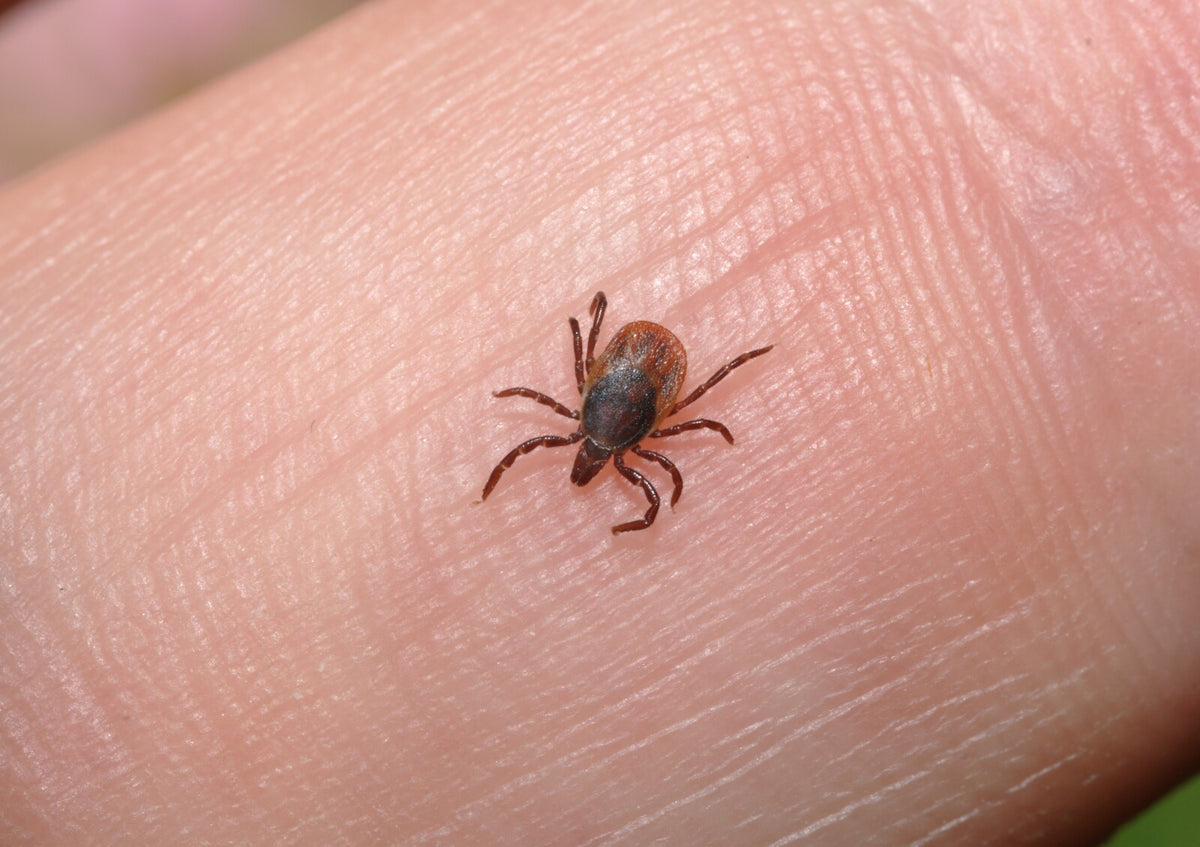 Homemade Tick Repellents