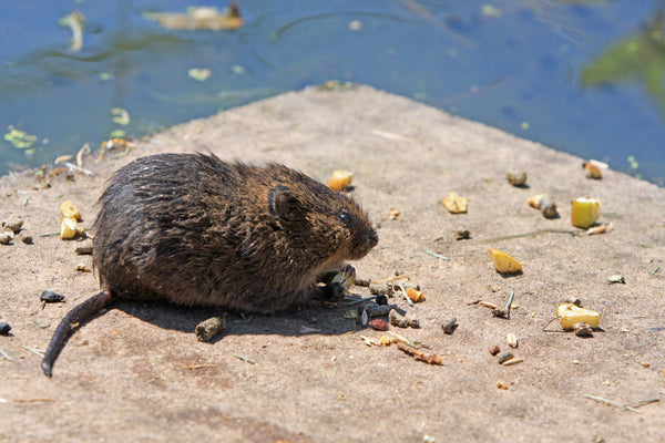 How to Solve Vole Infestation Problem