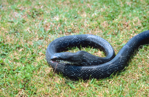 Scents Snakes Hate and How To Use Them