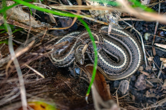 Snake Prevention Strategies for Your Yard