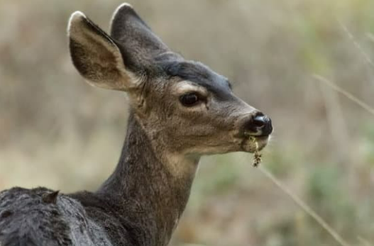 Stop Deer from Eating Plants