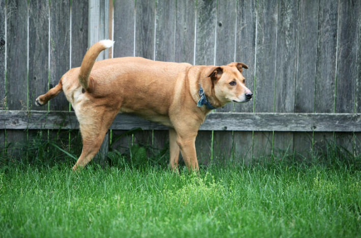 Stop Dog Urination