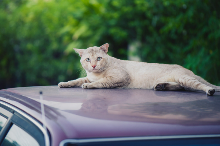 Strategies to Keep Cats off Your Car