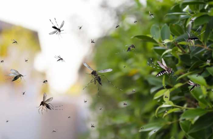 The Best Mosquito Repellent