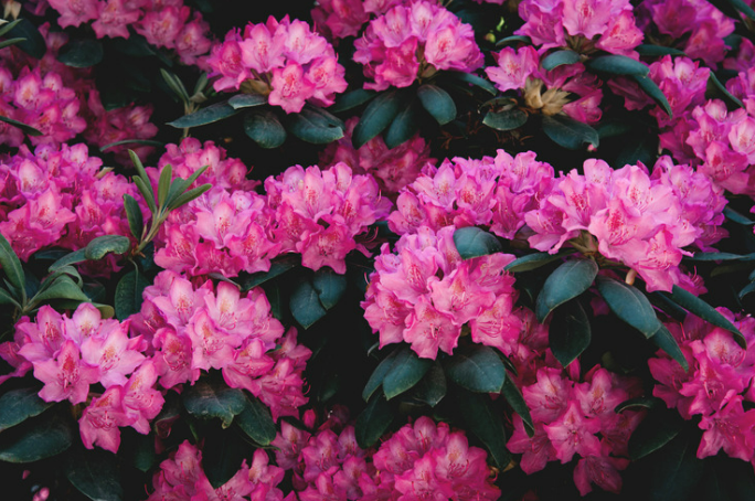 The Ultimate Guide to Deer Resistant Shade Shrubs