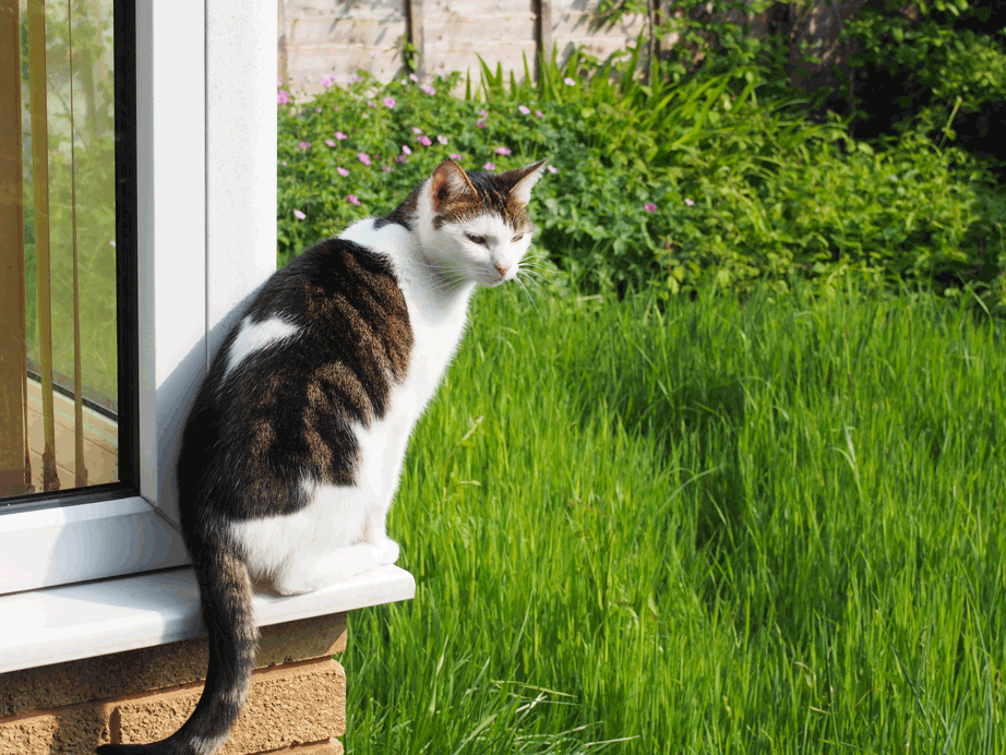 tips to choose the best cat repellent