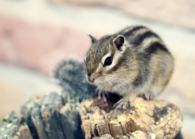 Ultimate Guide to Chipmunk Repellent