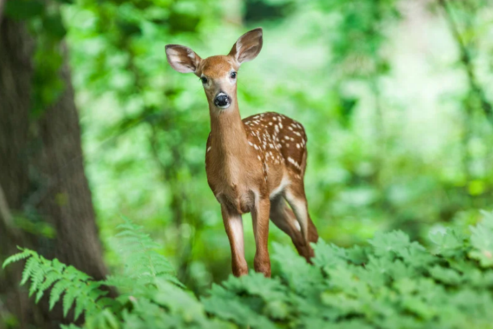 Ultimate Guide to Deer Deterrents