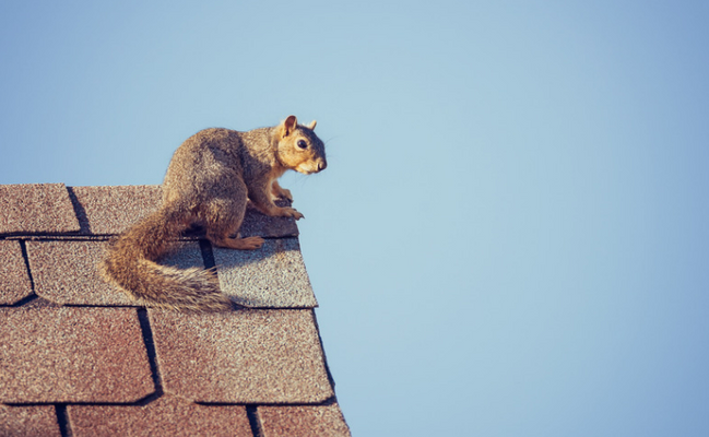 Ultimate Guide to Squirrel Removal