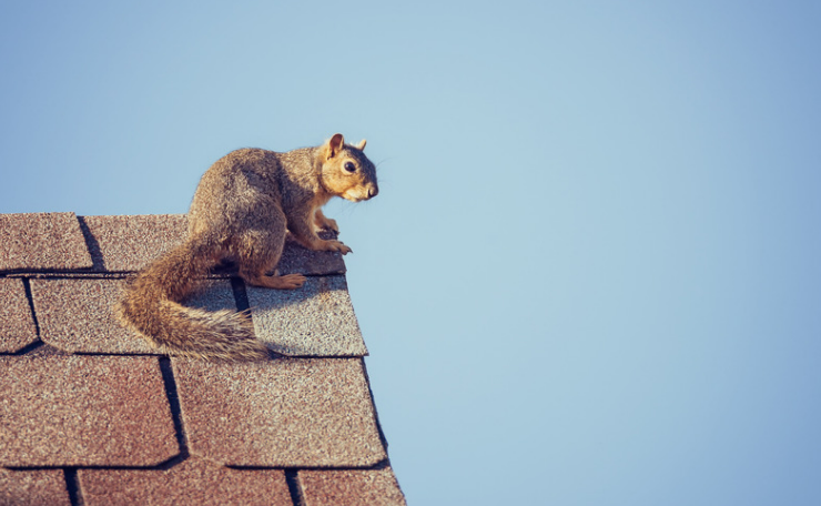 Ultimate Guide to Squirrel Removal