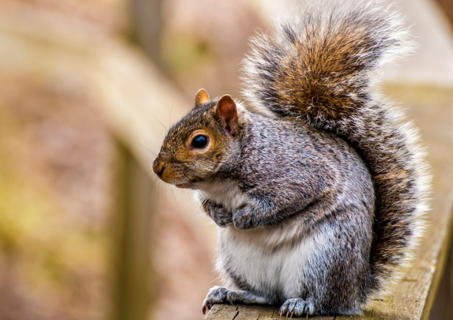 Ultimate Guide to Squirrel Repellers