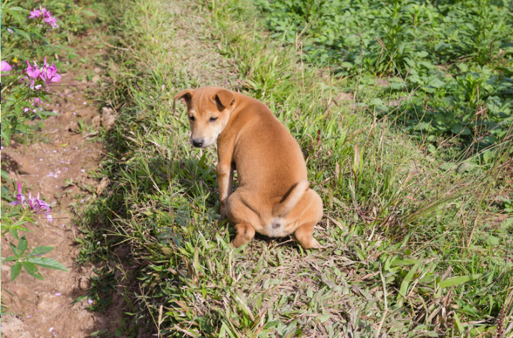 Urine Dog Repellent