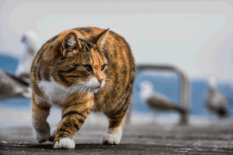 Using citrus to keep cats off furniture