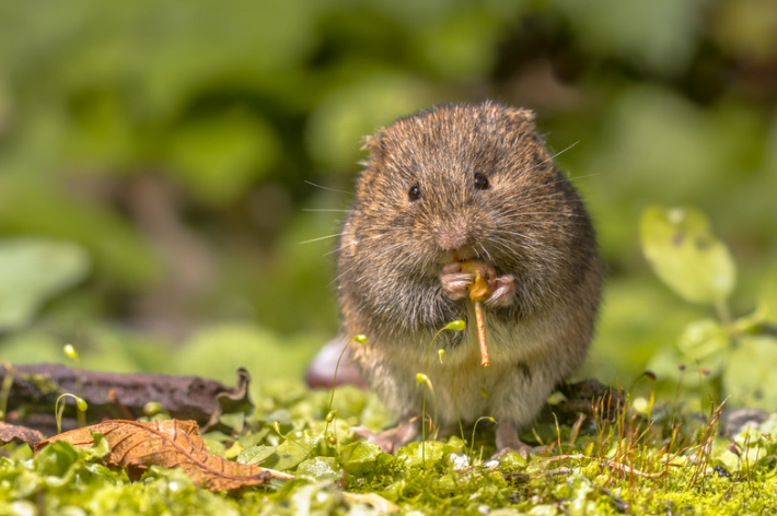 Natural Vole Repellent Solutions