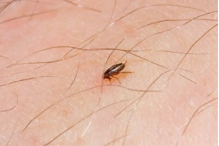 WHAT BITES AT NIGHT BESIDE BED BUGS?