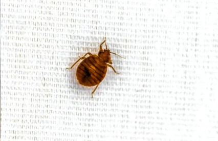 WHAT COULD BE BITING ME AT NIGHT?