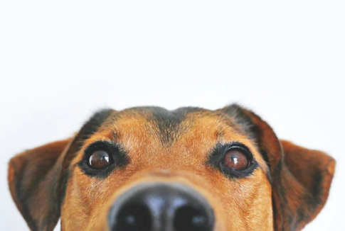WHAT IS THE BEST DOG DETERRENT?