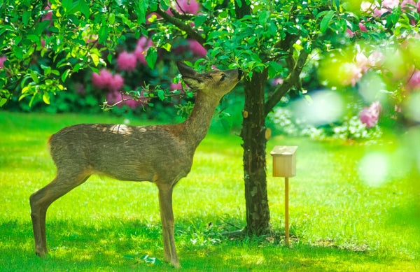What Do Deer Eat In The Summer?
