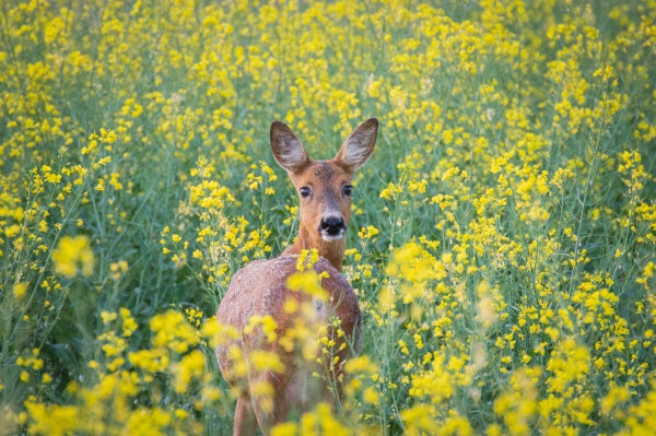 What Do Deer Eat In The Wild?