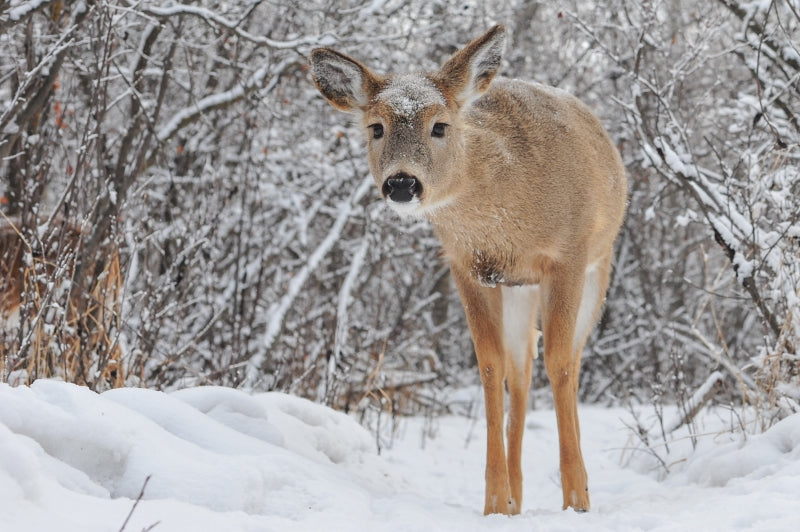 What Do Deer Eat In The Winter?
