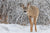 What Do Deer Eat In The Winter?