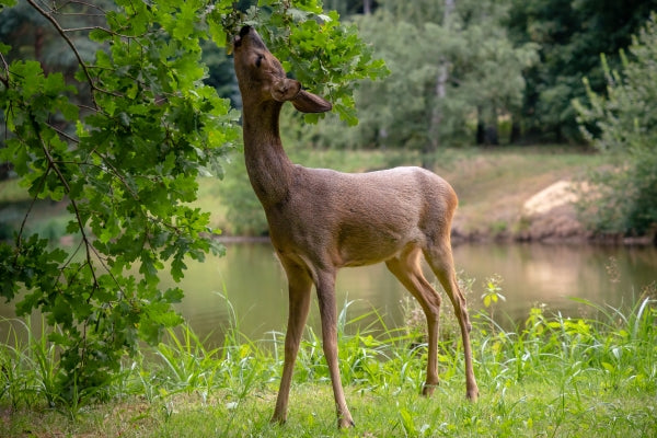 What Do Deer Eat In Wisconsin?