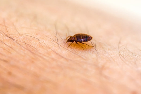 What Is The First Sign Of Bed Bugs?