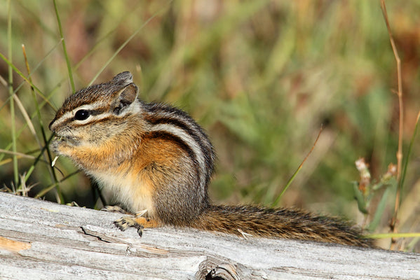 What are the scents that repel chipmunks?