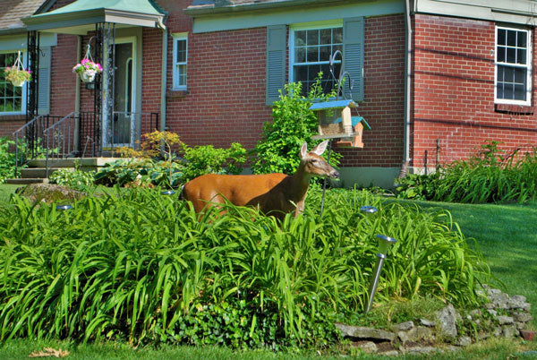 What do deer eat in the backyard?