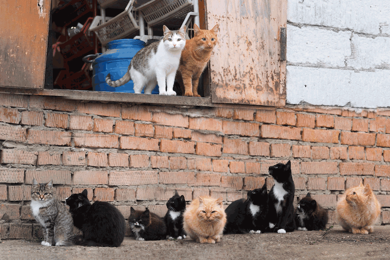 What is a feral Cat