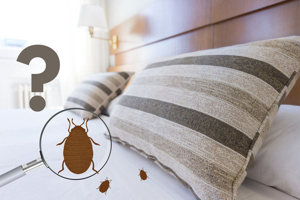 What is the first sign of bed bugs?
