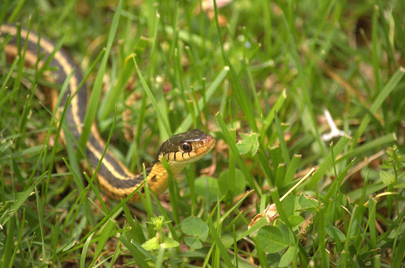 What plants can get rid of snakes naturally