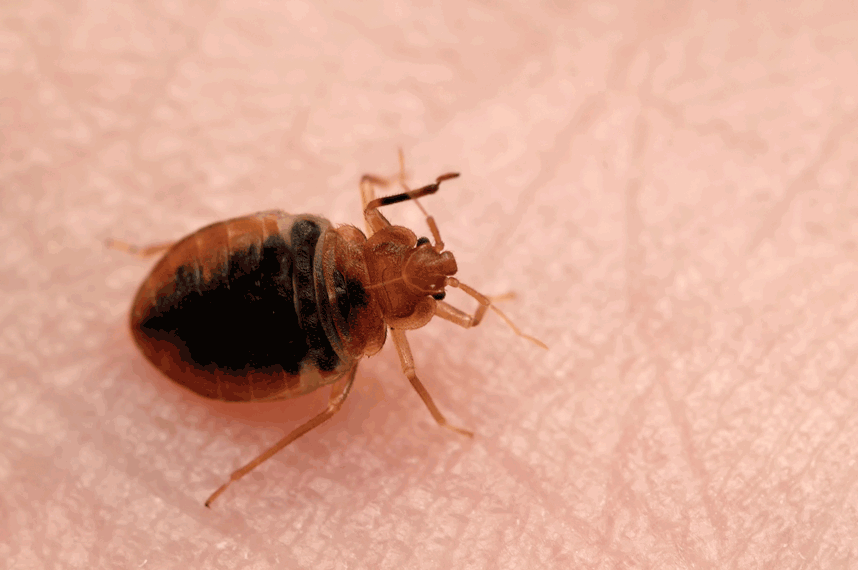 What to look for in the best organic bed bug killer
