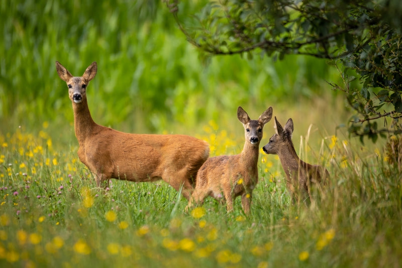 Where to Buy the Best Deer Repellents