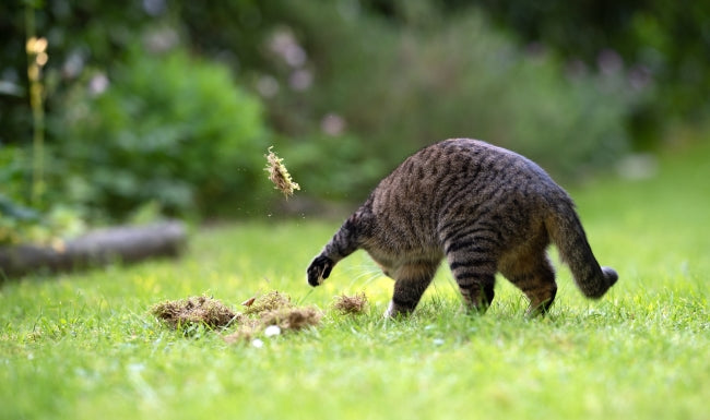 Where to buy cat repellent