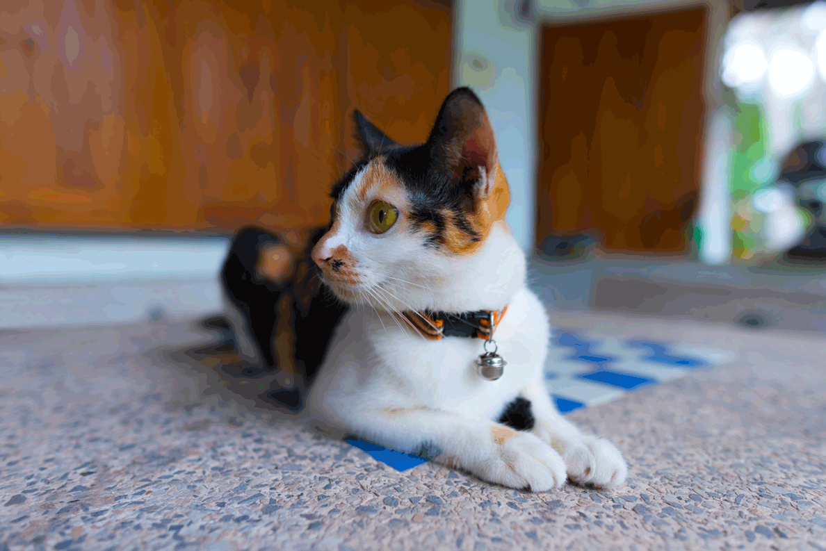 Why do cats spray?