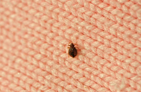 HOW LONG DOES IT TAKE TO GET BED BUGS?  