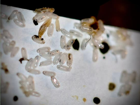 Do bed bugs leave shells?