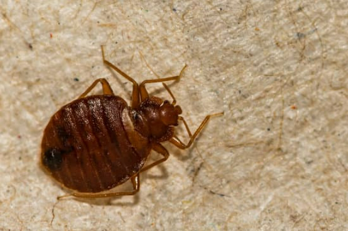 WHAT DO BED BUGS LOOK LIKE?