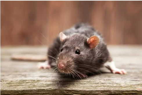 The Best Way to Get Rid of Rats