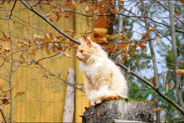 Cat-Proof Your Backyard