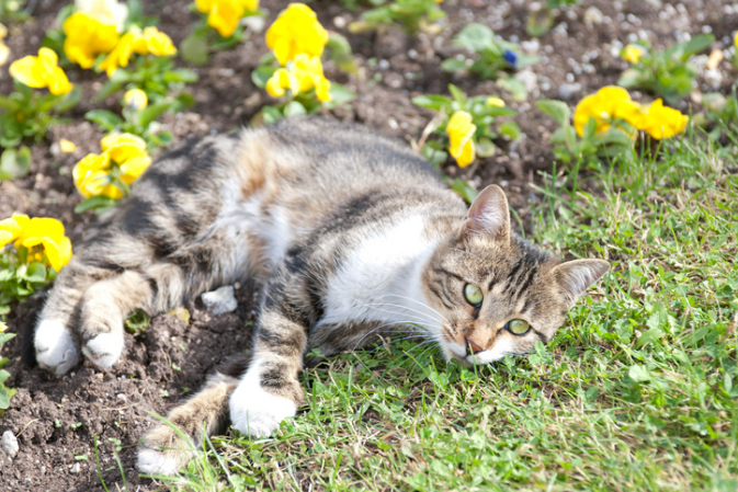 Cat Proof Yard