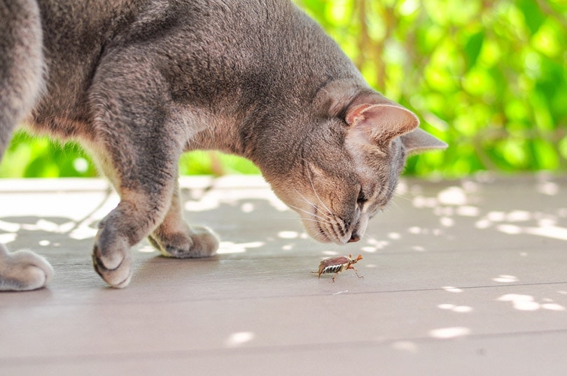 Do cats eat bed bugs?